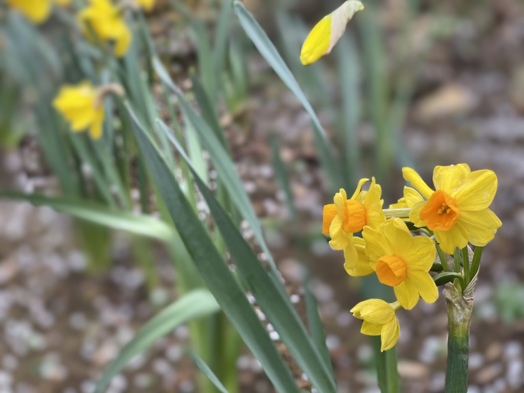 Photo ideas for Spring